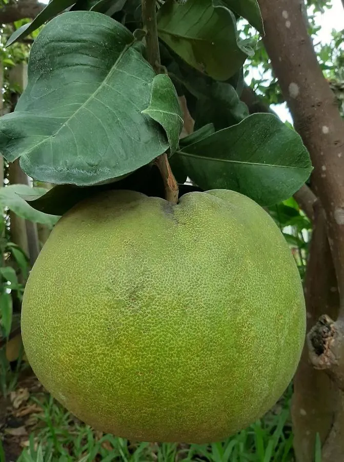 Green Grapefruit Villa Hoi An